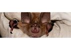 Bat Survey & Advice