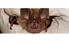 Bat Survey & Advice