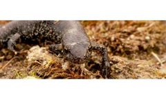 Great Crested Newts