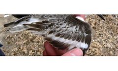 Bird Survey and Ornithological Advice