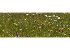 Phase 1 Habitat & Botanical Survey