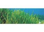 Lighthouse - Environmental Survey Services