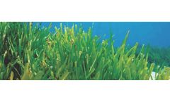 Lighthouse - Environmental Survey Services