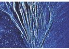 Lighthouse - Processing and Interpretation Services