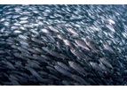 Bioprotect - Screening, Fish & Jellyfish Services