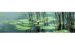 Environmental Assessment