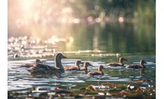 Pond Management Consulting & Services