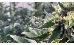 Cali Gardens ECE Nanobubble - Video