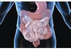 DigeSEB Line - Digestive Enzyme