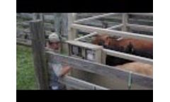 Rice Lake Livestock Scales Sales Video