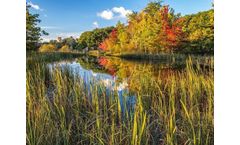 How Garden Wetlands Could Tackle Surface Water Runoff