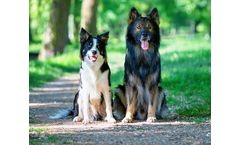 Water Affected By Pet Parasite Treatments, Study Reveals