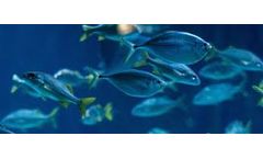 Water treatment solutions for fish processing industry