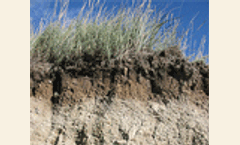 Dioxin risk in soil and plant tissues after long-term biosolids application