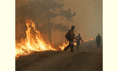 Erosion after wildfires affect forest rehabilitation