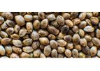 GoodHemp - Hemp
