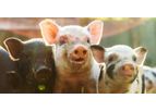 GoodWheat - Animal Feed Ingredients