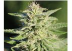 Umpqua - Intermediate Hemp