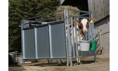 Bateman - Calf Penning