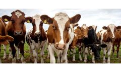 GLW Feeds - Dairy