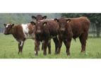 GLW Feeds - Beef Cattle