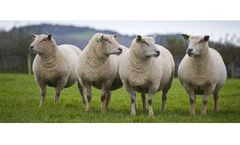 GLW Feeds - Sheep