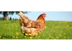 GLW Feeds - Poultry Feed