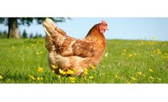 GLW Feeds - Poultry Feed