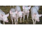 GLW Feeds - Pig