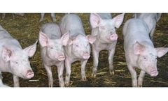GLW Feeds - Pig