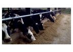Single Pipe Feeding System for Dairy Cow Housing