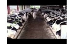 CallersFarm Time Lapse - Dairy Cow Housing - UK - Video