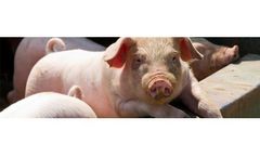AF - Livestock & Feed
