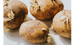 Fresh growers achieve market-ready results with 1,4SIGHT® and 1,4Zap®