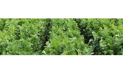 Humic Acid