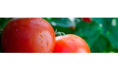 Brandt - Model Manni-Plex - High Performance Foliar Micronutrients