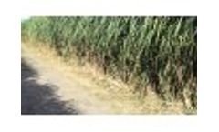 Napier grass (pennisetum purpureum) Video