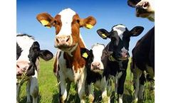 FodderTech - Hydroponic Feeding Sprouts for Dairy Cows