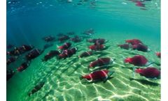 Emergency Response Services