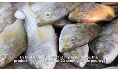 AZOMITE Livestock Feed Additive - Video