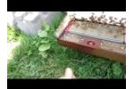 Bee Venom Collecting with BeeWhisper Collector Video