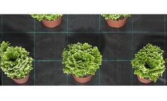 Groundcover