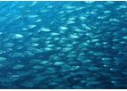 Improved Management of Fisheries Services