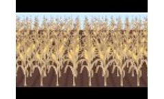 AgriGro BioTechnology for Plant Nutrition - Video