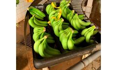 Banana Tray