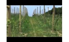 Fase2 Orchard Canopy Video