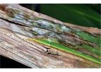Corn Disease Management
