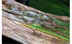 Corn Disease Management