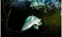 Mainstream - Live Fish
