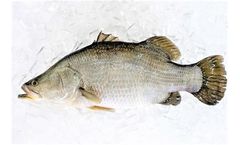 Mainstream - Chilled Whole Fish